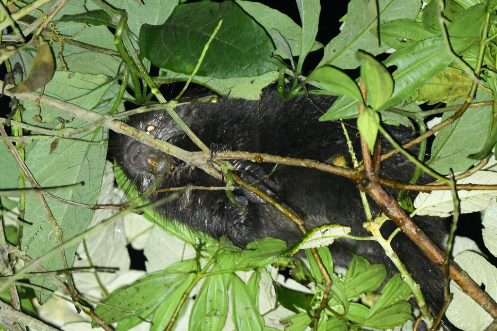 Brown Hairy Dwarf Porcupine