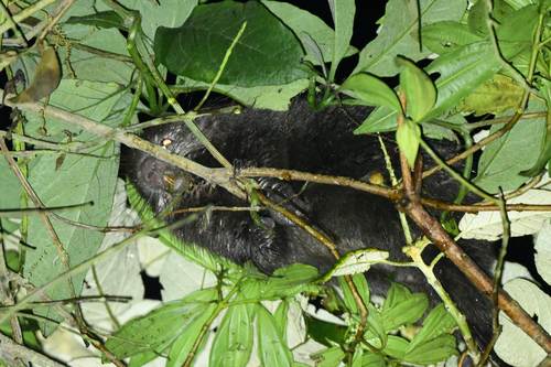 Brown Hairy Dwarf Porcupine