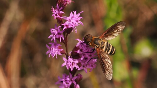 Unknown species found near East Lake, FL, USA