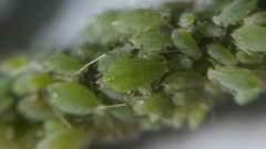 Hyperomyzus lactucae