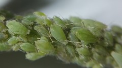 Hyperomyzus lactucae