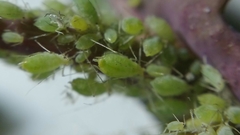 Hyperomyzus lactucae
