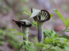 Arisaema serratum