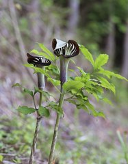 Arisaema serratum