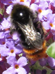 Bombus