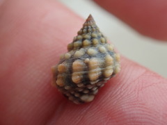 Echinolittorina tuberculata