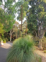 Xanthorrhoea media