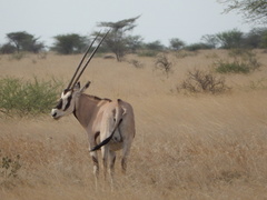 Oryx beisa