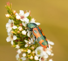 Castiarina scalaris