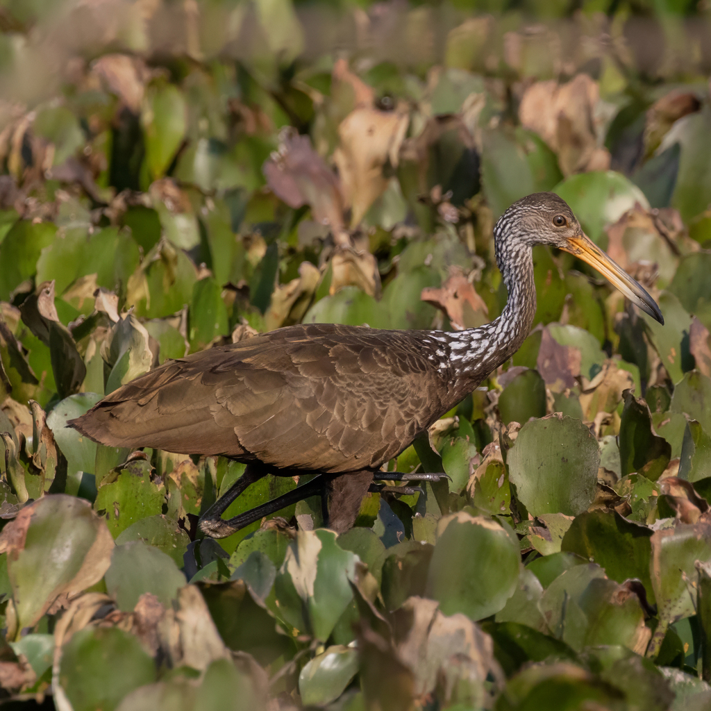 Limpkin