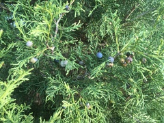 Juniperus thurifera
