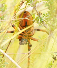 Neosparassus patellatus