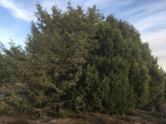 Juniperus thurifera