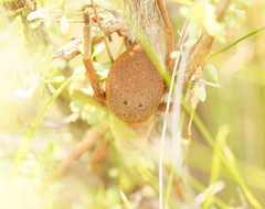 Neosparassus patellatus