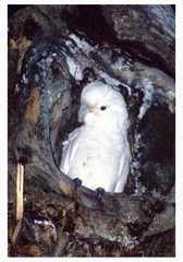 Cacatua goffiniana