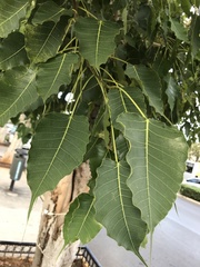Ficus religiosa