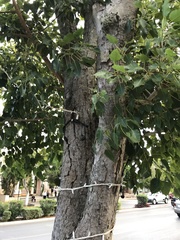 Ficus religiosa