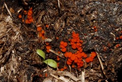 Cheilymenia stercorea