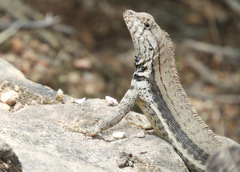 Stolzmann's Pacific Iguana photo 3