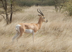 Nanger soemmerringii