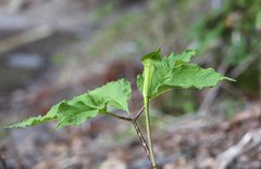 Arisaema monophyllum