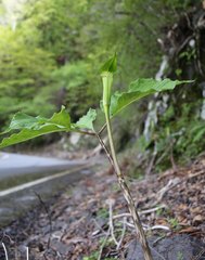 Arisaema monophyllum