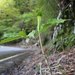 Arisaema monophyllum - Photo (c) 空猫 T. N, some rights reserved (CC BY-NC), uploaded by 空猫 T. N