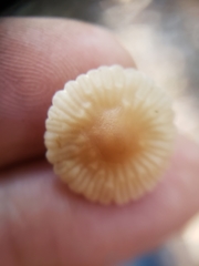 Mycetinis copelandii