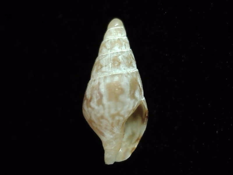 Zemitrella daemona