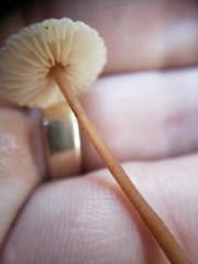 Mycetinis copelandii