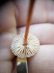 Mycetinis copelandii