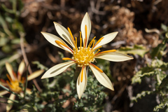 Mutisia sinuata