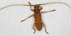 Eburia