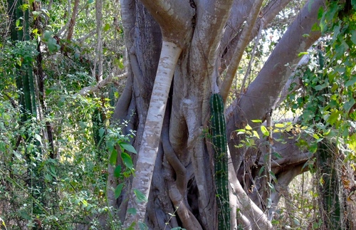 Ficus pertusa (Ficus pertusa)