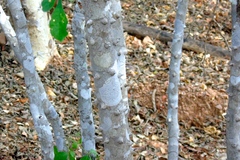 Zanthoxylum arborescens