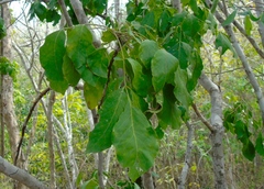 Zanthoxylum arborescens