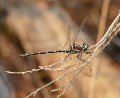 Eusynthemis tillyardi