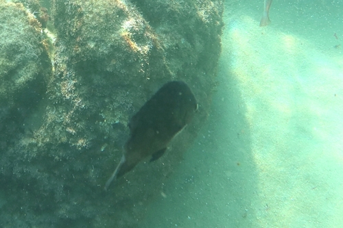 Stegastes fuscus