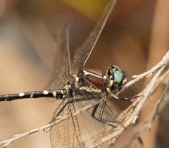 Eusynthemis tillyardi