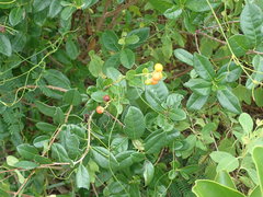 Bourreria virgata