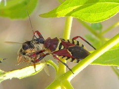 Apiomerus flaviventris