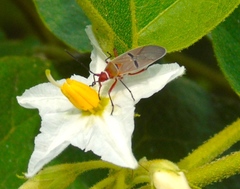 Dysdercus bimaculatus