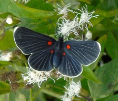 Melanis acroleuca acroleuca