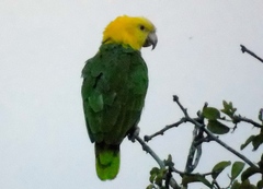 Yellow-Headed Amazon photo 5