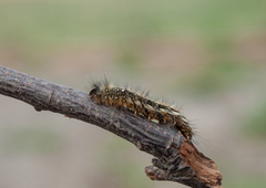 Lasiocampoidea