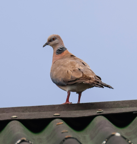 Philippine Collared Dove