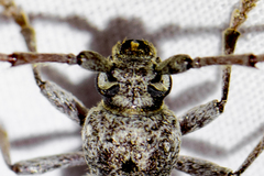 Enaphalodes cortiphagus