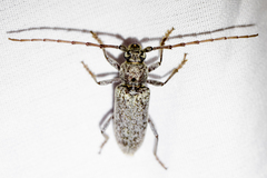 Enaphalodes cortiphagus