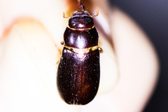 Phyllophaga bilobatata