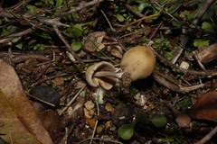 Coprinellus truncorum